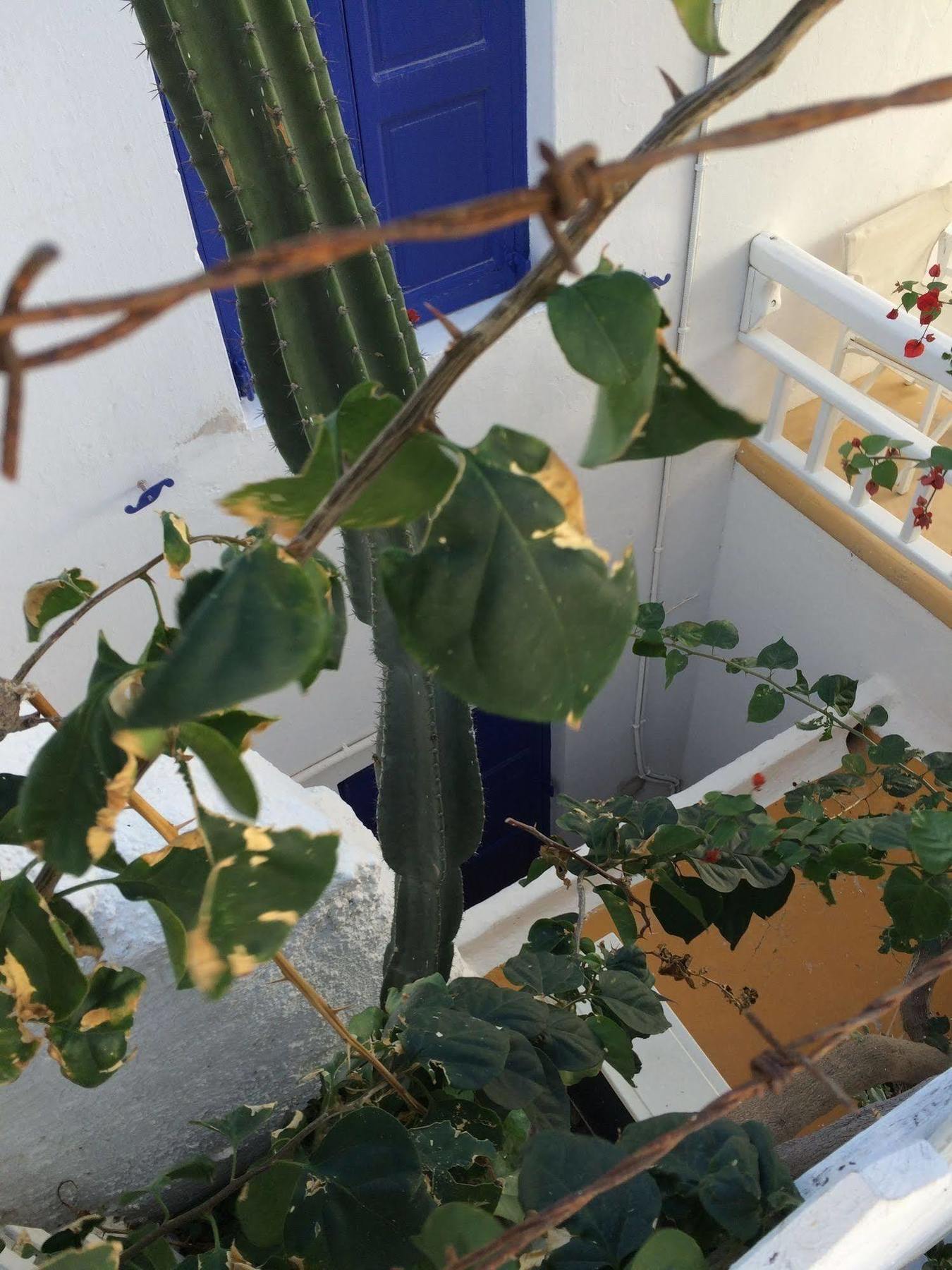 Lefteris Hotel Mykonos Town Luaran gambar